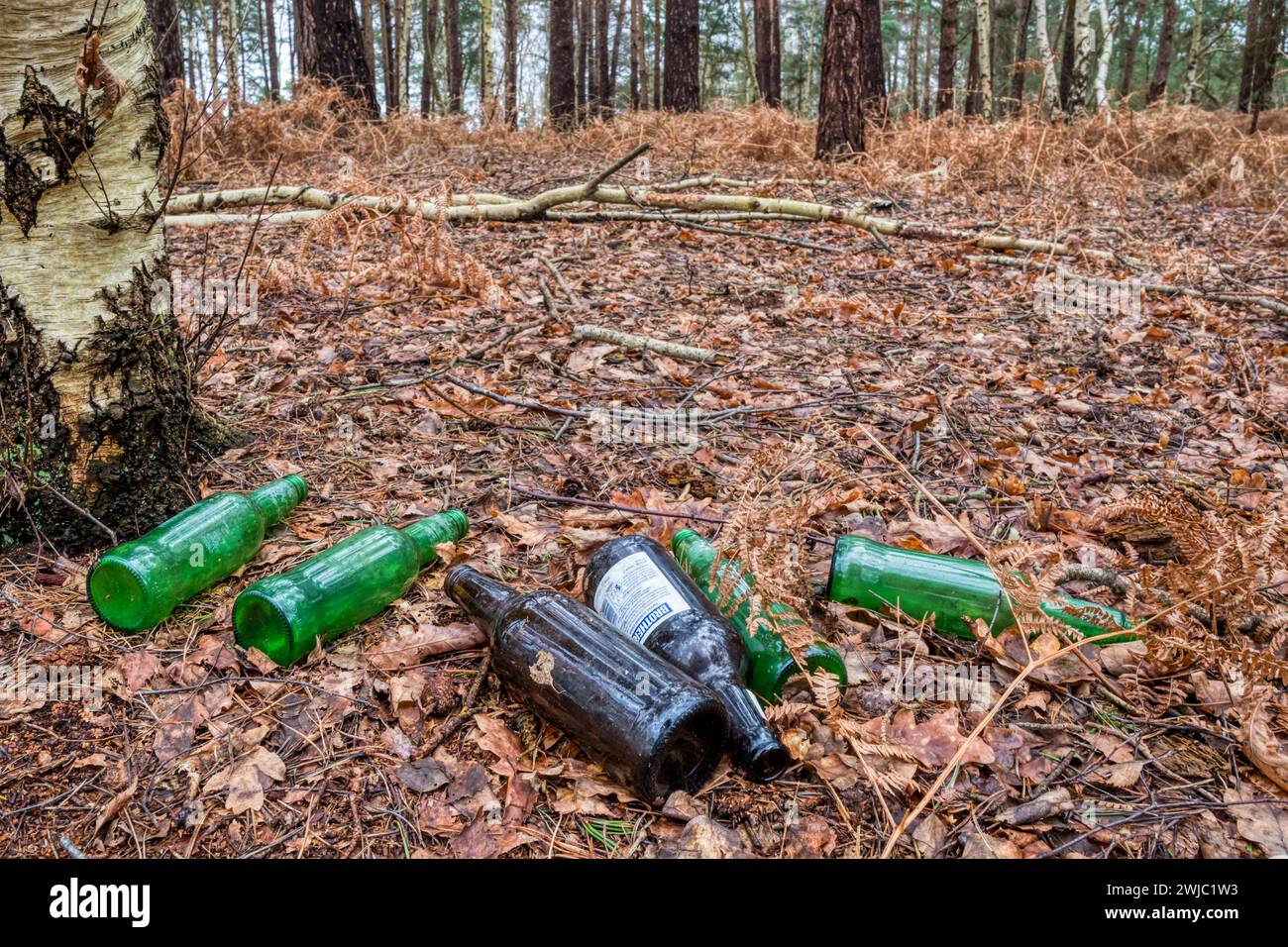 Empty wine and cider bottles dumped in woodland at Wolferton, Norfolk. Stock Photo