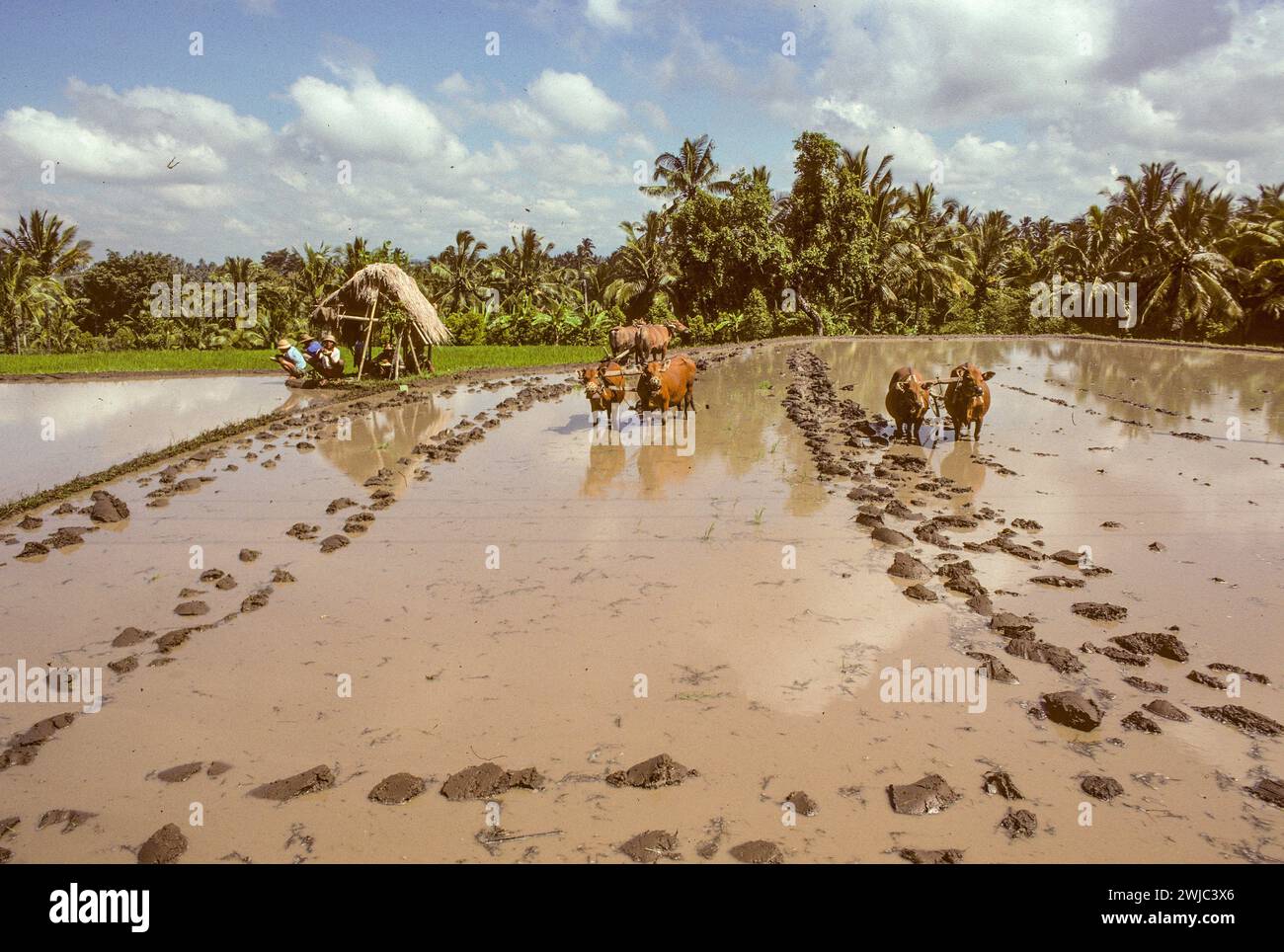 Tirtagganga, Indonesia - June 30, 1999: farmer in the rice fields with ...