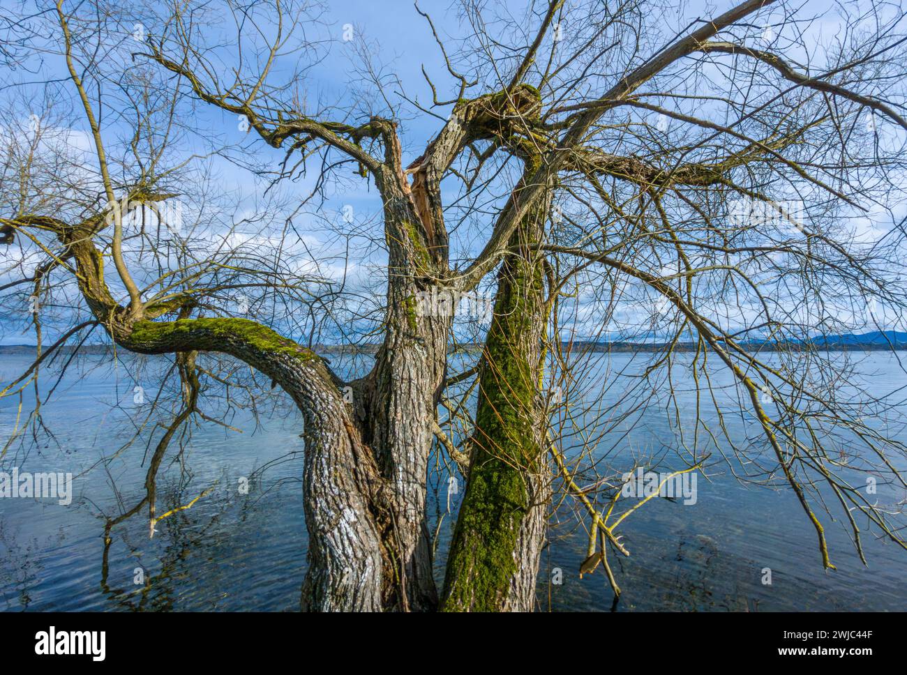 Tree without leaves, branch split during storms in winter Stock Photo