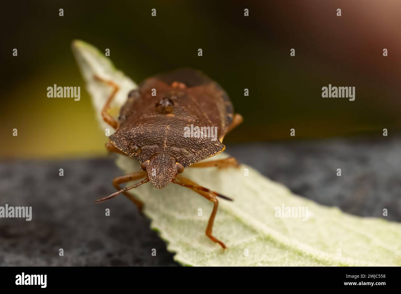 Macro photograph of Otiorhynchus sulcatus (Vine Weevil). Native to ...