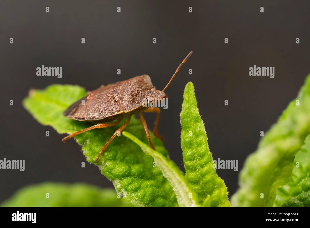 Macro photograph of Otiorhynchus sulcatus (Vine Weevil). Native to ...