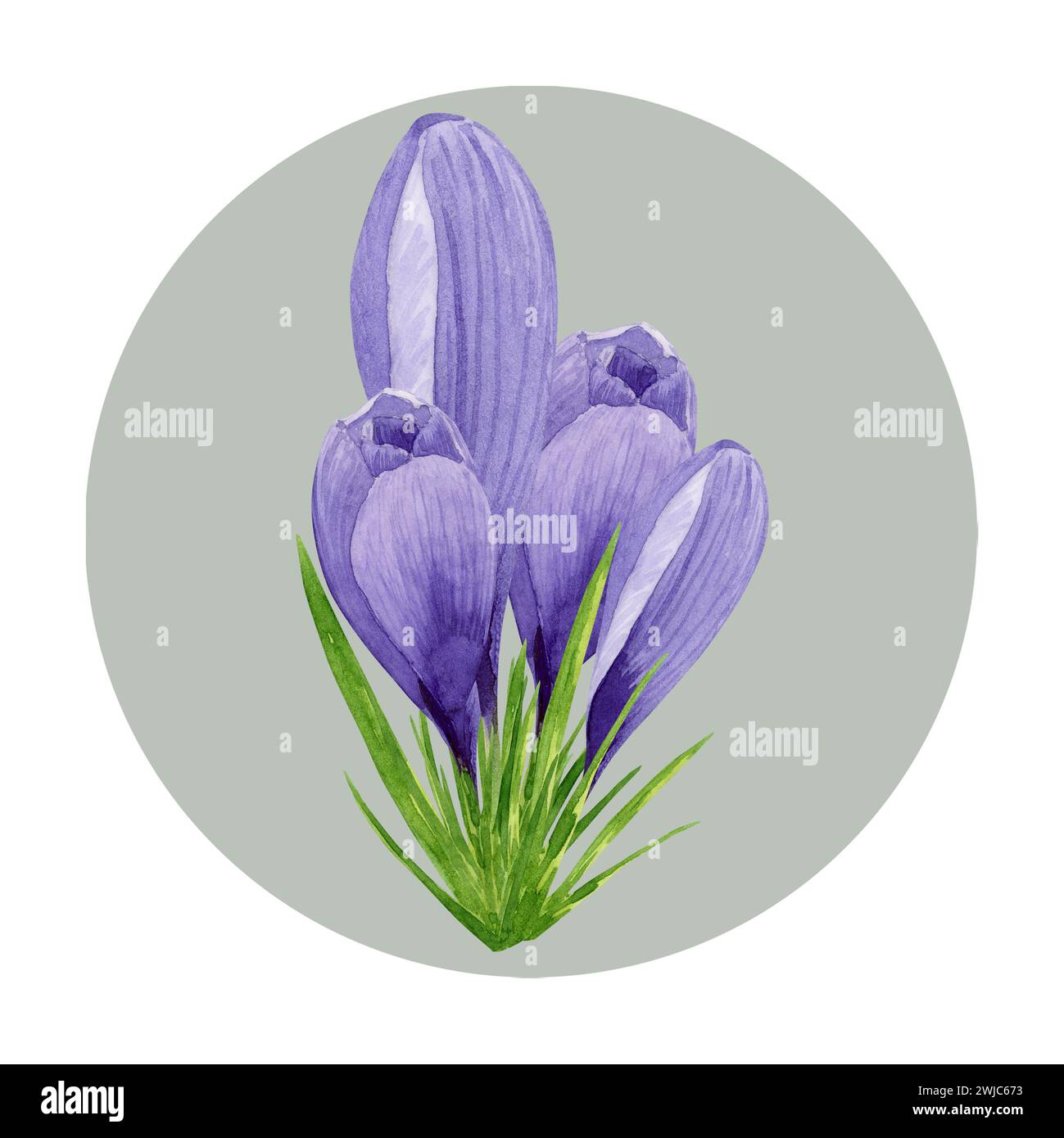 Purple crocuses composition, spring flowers. Hand painted watercolor floral illustration with green circle background. Stock Photo