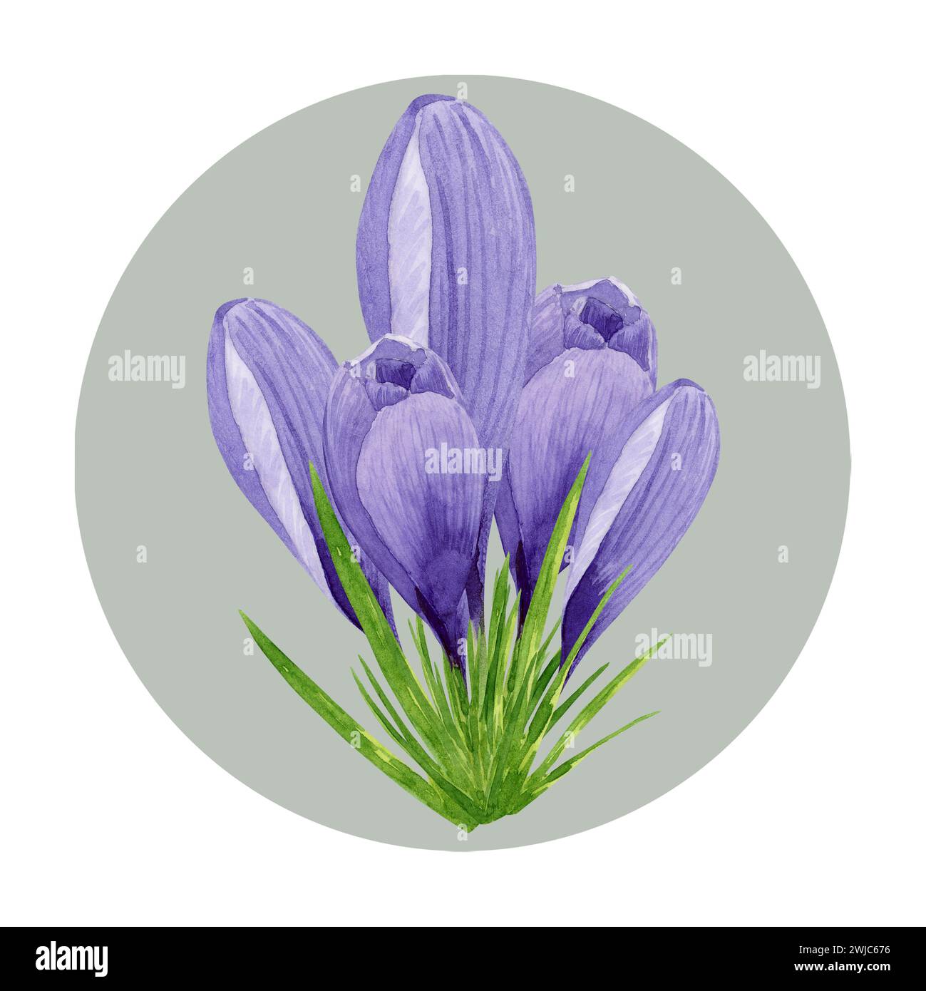 Purple crocuses composition, spring flowers. Hand painted watercolor floral illustration with green circle background. Stock Photo