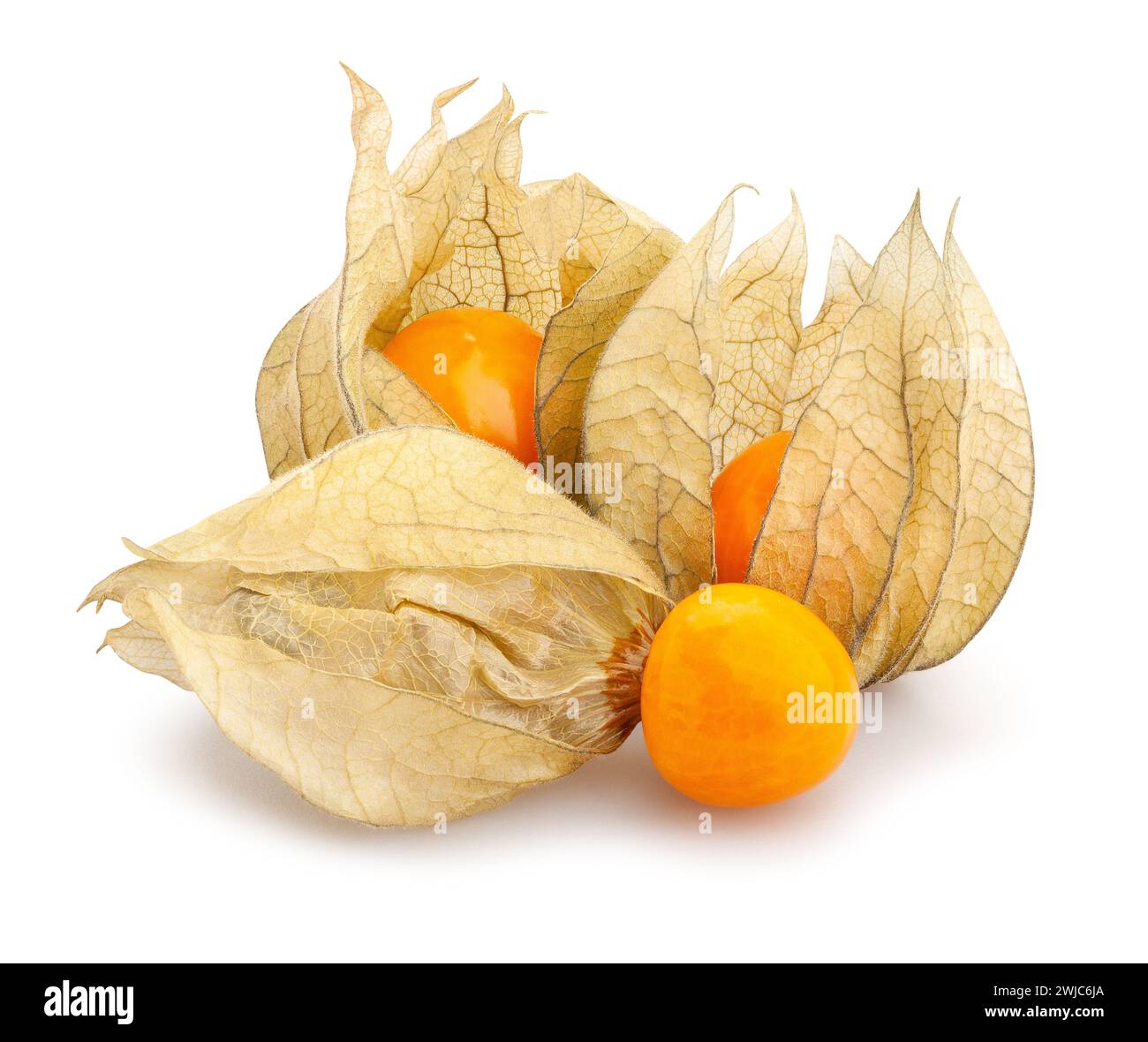 physalis winter cherry path isolated on white Stock Photo