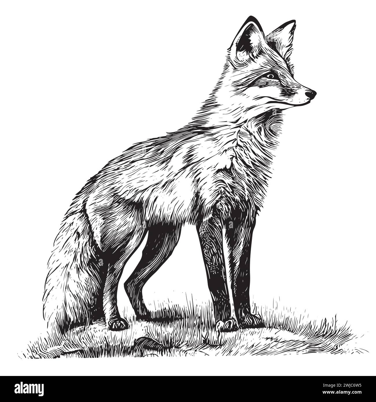 Vector hand drawn illustration of walking fox isolated on white