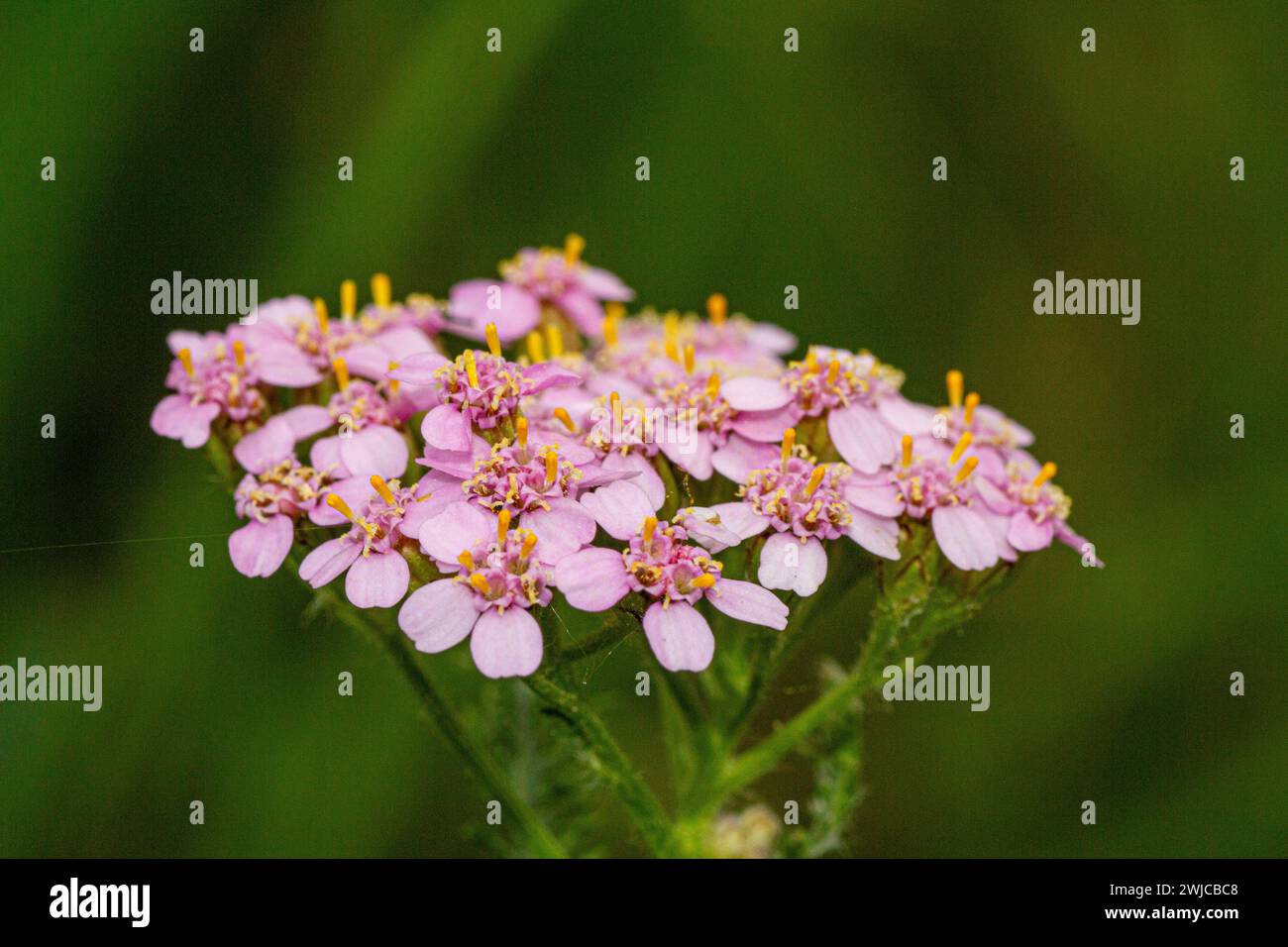 pink Achillea millefolium close-up Stock Photo