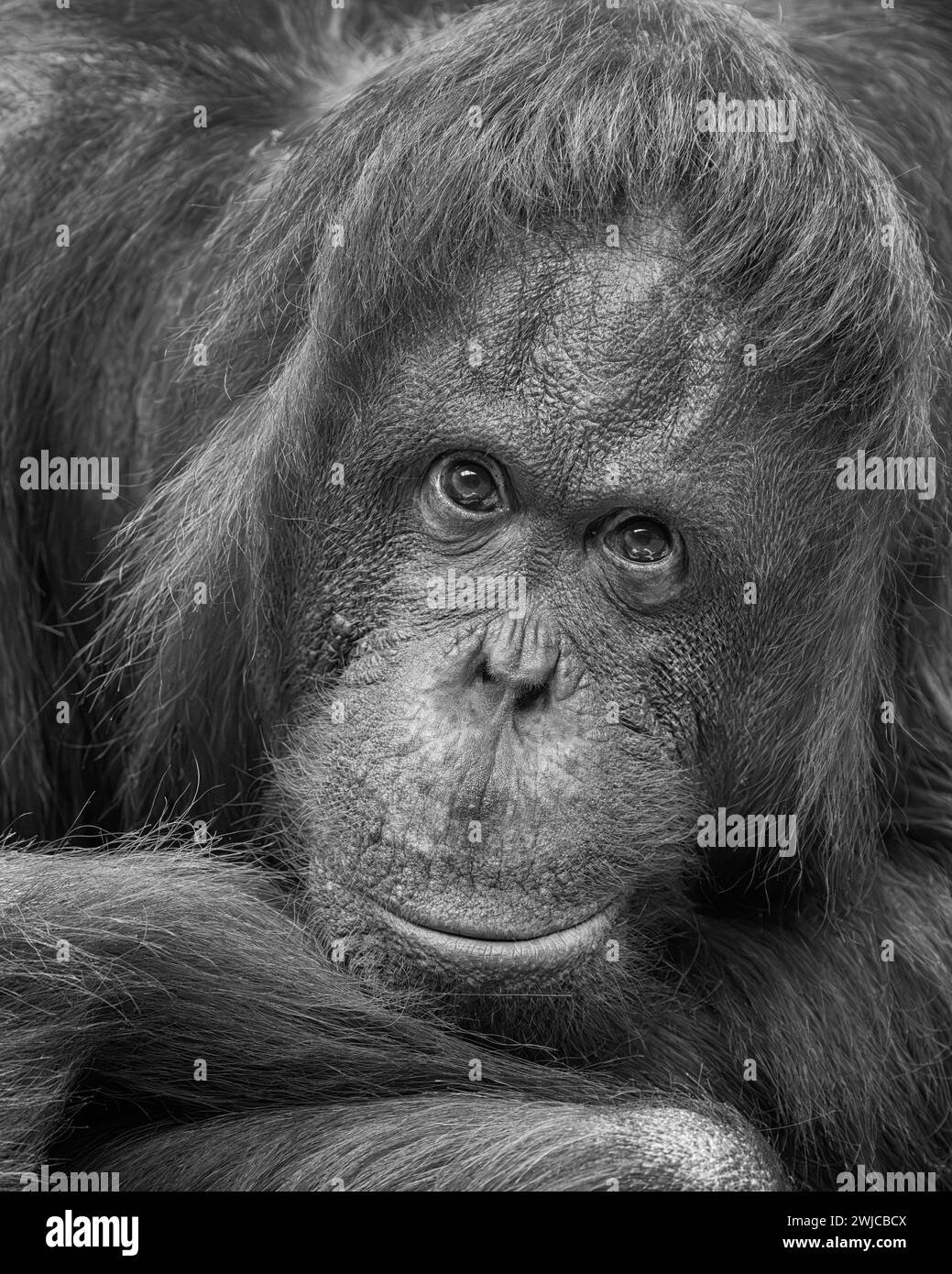 Adult female Bornean orangutan (Pongo pygmaeus) expressive extreme close up headshot Stock Photo