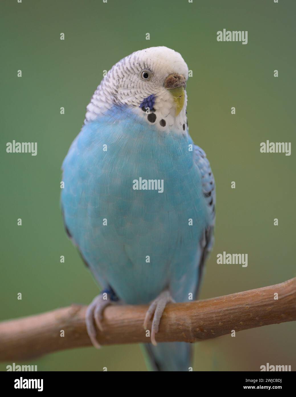 Colorful blue parakeet (Melopsittacus undulatus) perched on tree branch Stock Photo