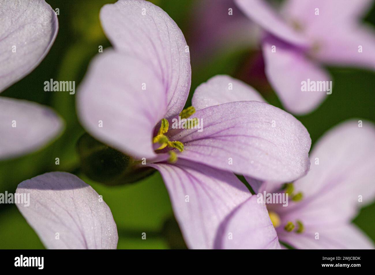 Beautiful cuckoo flower hi-res stock photography and images - Alamy