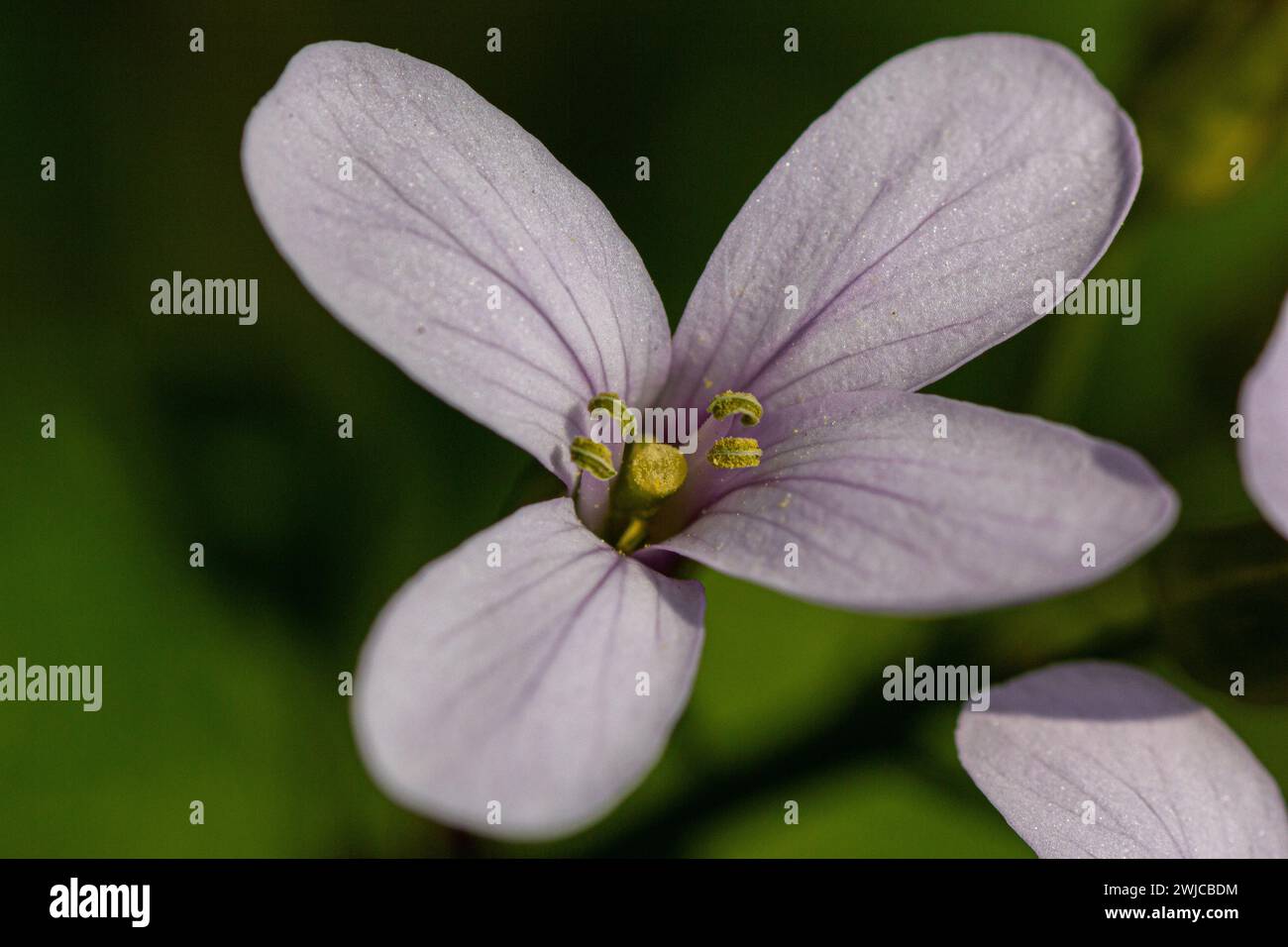 Beautiful cuckoo flower hi-res stock photography and images - Alamy