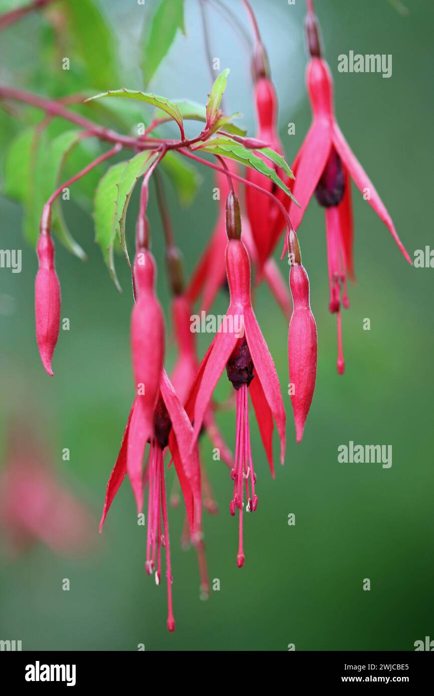 Pink and purple Fuchsia flowers of unknown species and variety, in ...