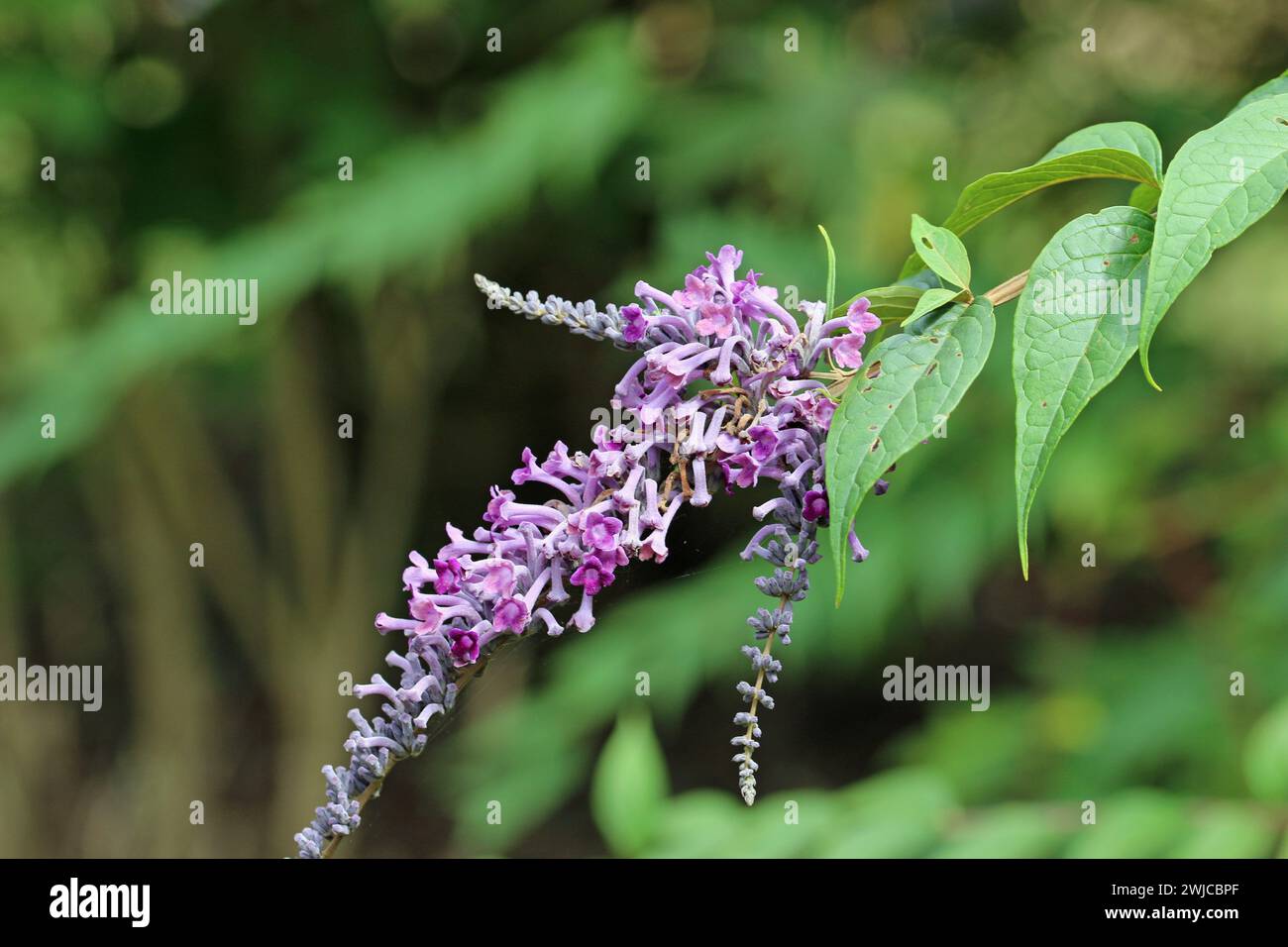 Purple butterfly bush, thought to be Buddleja curviflora, flower panicle with a background of blurred leaves. Stock Photo