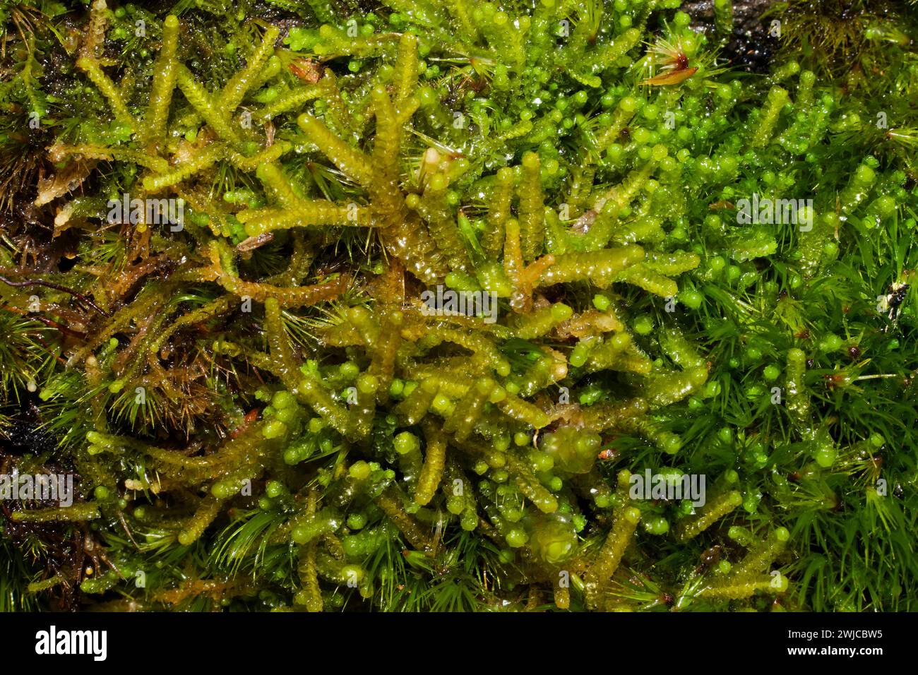 Tritomaria quinquedentata (Lyon’s Notchwort) is a liverwort found, forexample,on mossy slopes in woodlands. It is confined to the Northern Hemisphere. Stock Photo