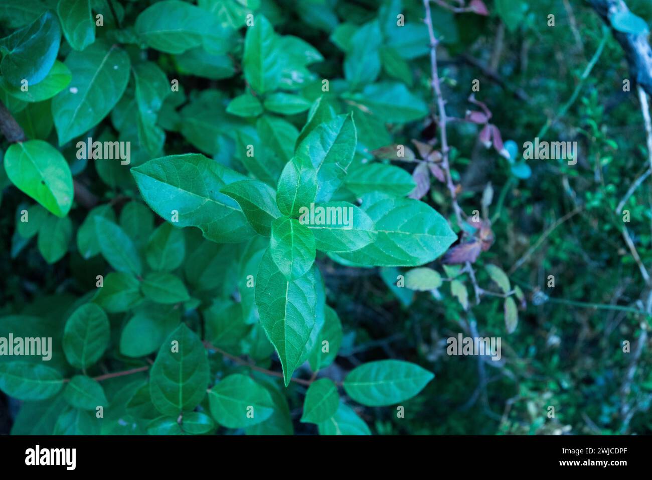 Lush green leaf showcases hi-res stock photography and images - Alamy