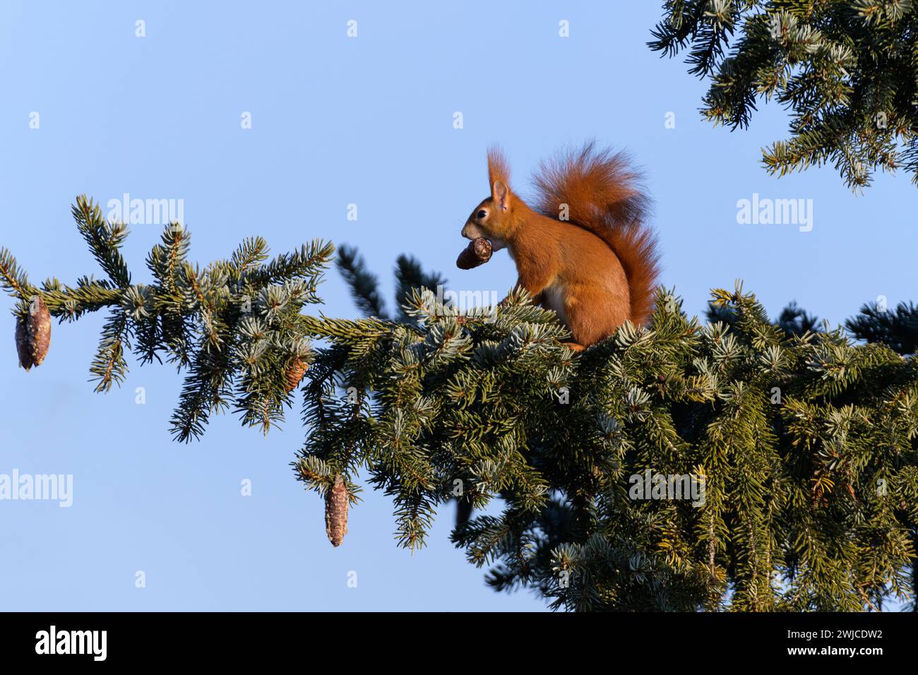 Eichhörnchen mit Zapfen im Maul auf einem Nadelbaumzweig vor blauem Himmel Stock Photo