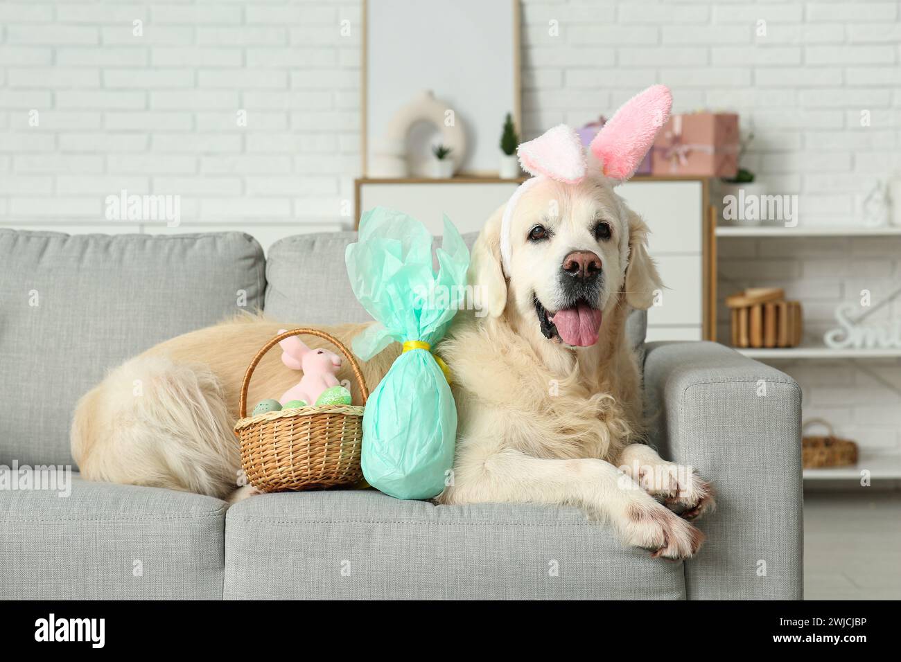 Cute Labrador dog in bunny ears with Easter eggs lying on sofa at home