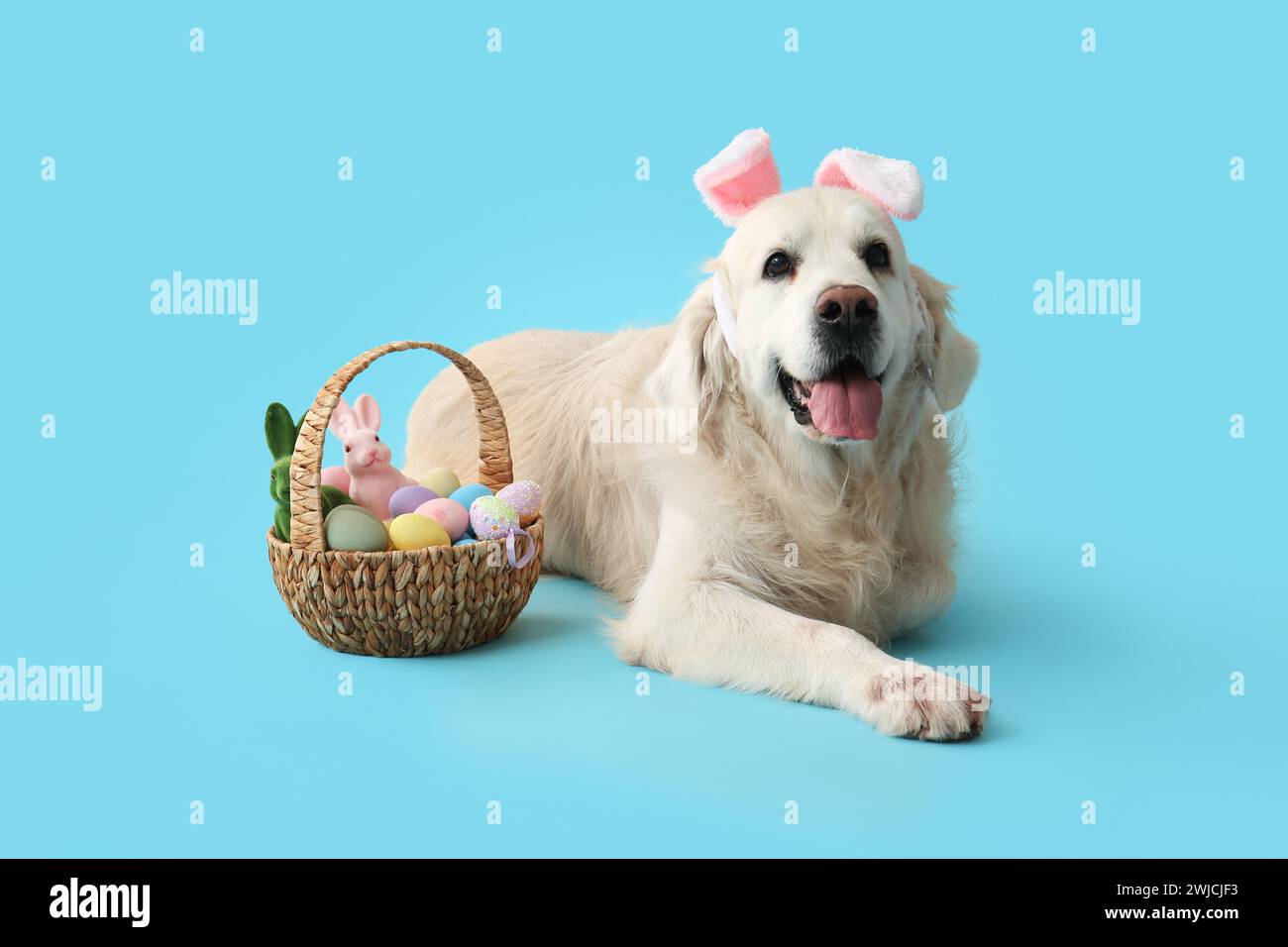 Cute Labrador dog in bunny ears with Easter eggs lying on blue
