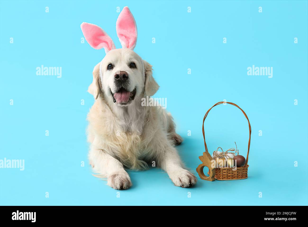 Cute Labrador dog in bunny ears with Easter eggs lying on blue