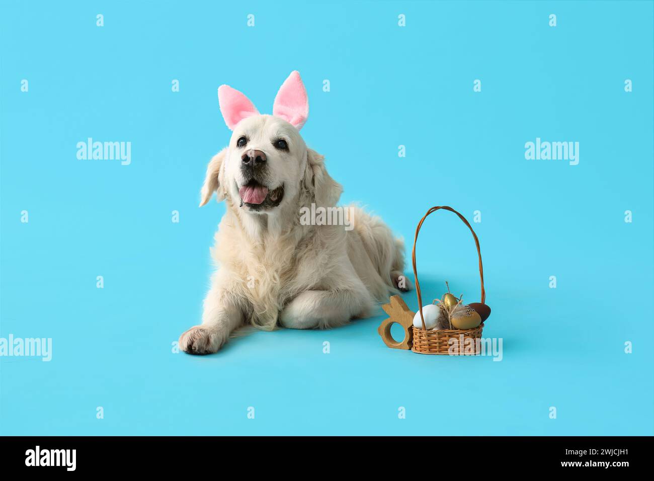 Cute Labrador dog in bunny ears with Easter eggs lying on blue