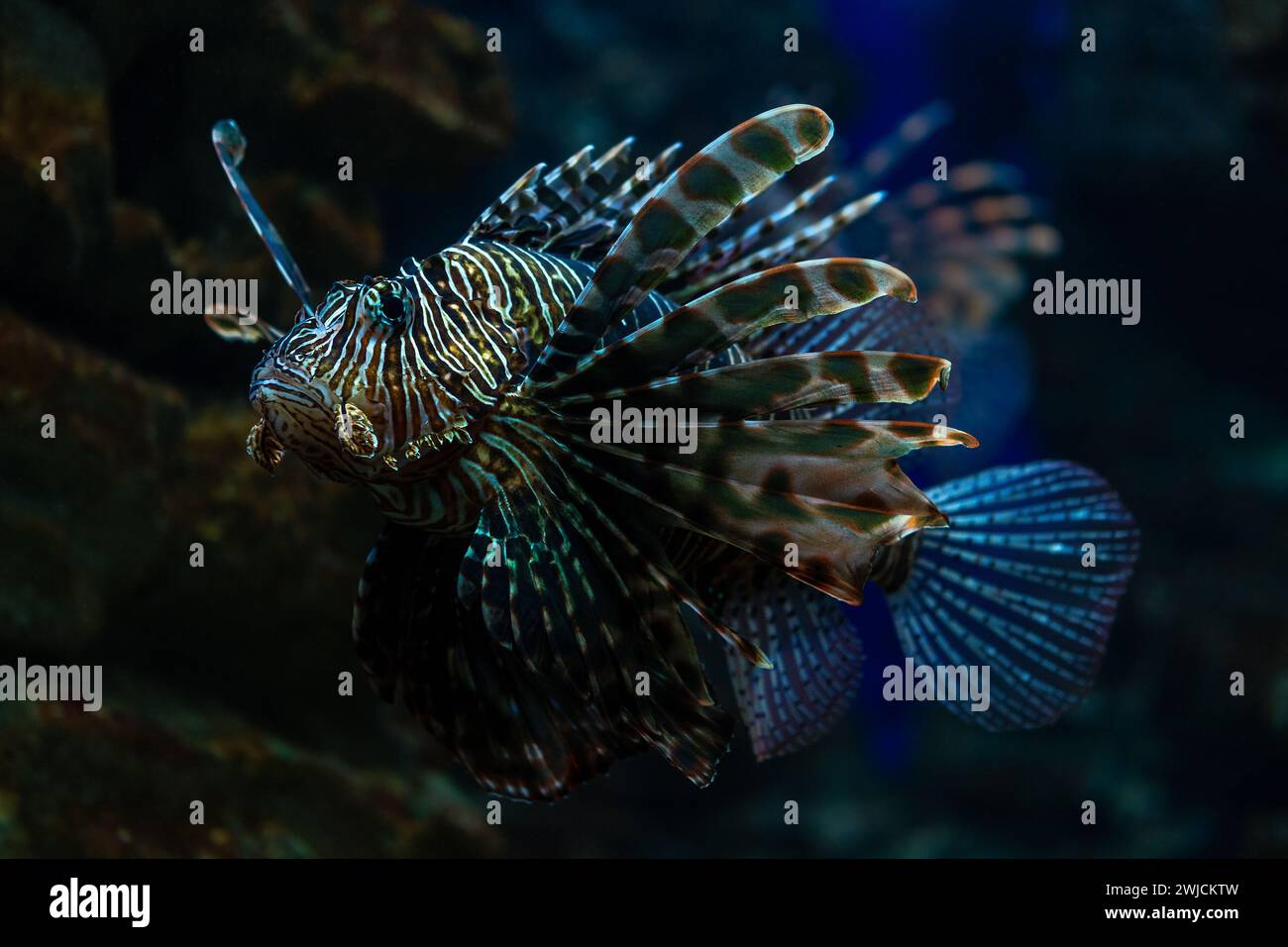 Devil firefish close up photo in aquarium. Stock Photo