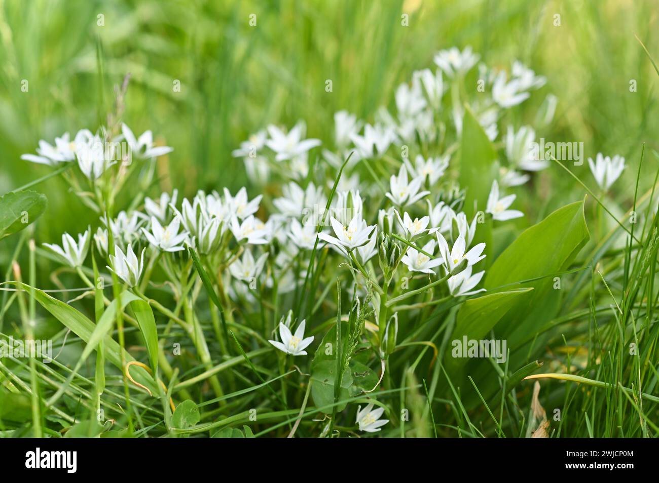 floral background of white ornithogalum flowers. Stock Photo