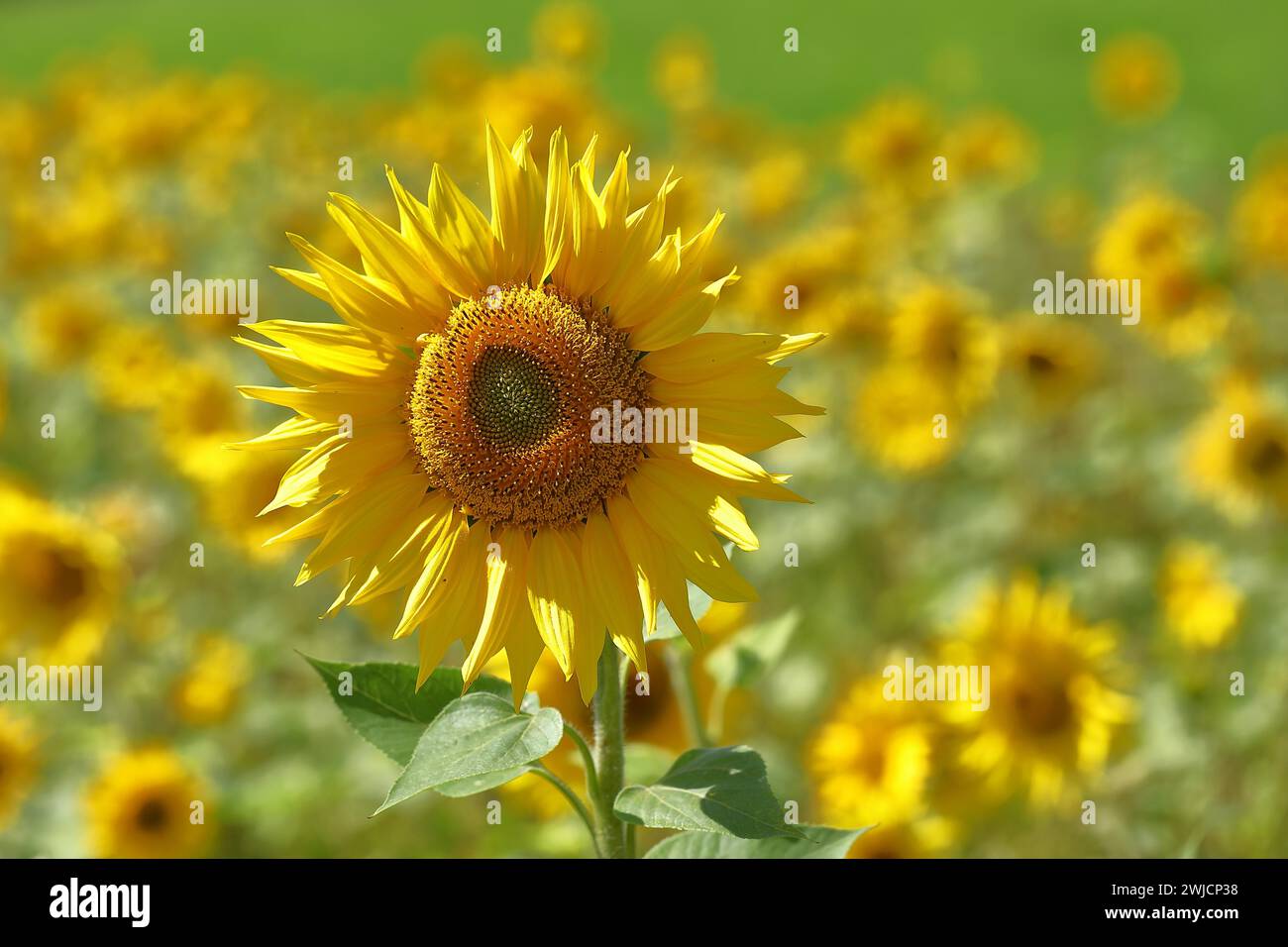 Sunflower (Helianthus annuus), flower in a sunflower field, Hesse, Germany Stock Photo