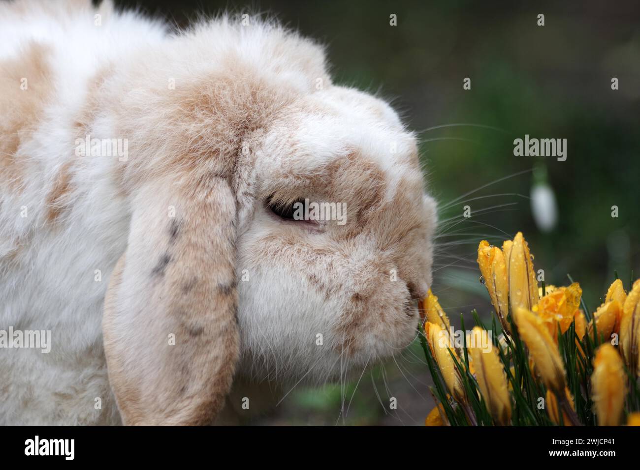 Rabbit (Oryctolagus cuniculus domestica), pet, ram rabbit, crocuses