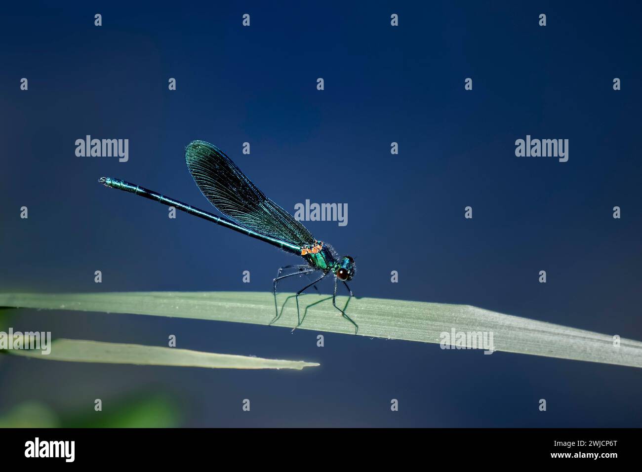 Banded demoiselle (calopteryx splendens), male with closed wings on a reed leaf in the sun, blue background, Rhineland-Palatinate, Germany Stock Photo