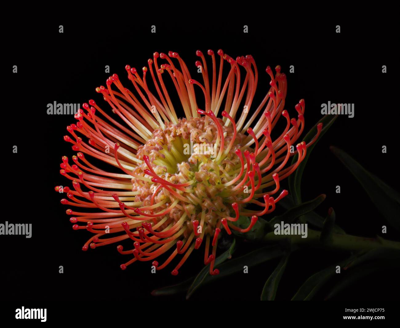 Pincushion protea (Leucospermum species), close-up of a flower, black background, native to South Africa Stock Photo