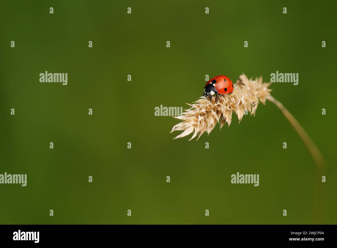 Seven-spott ladybird (Coccinella septempunctata) on a dried stalk with green background, Kaiserstuhl, Baden-Wuerttemberg Stock Photo