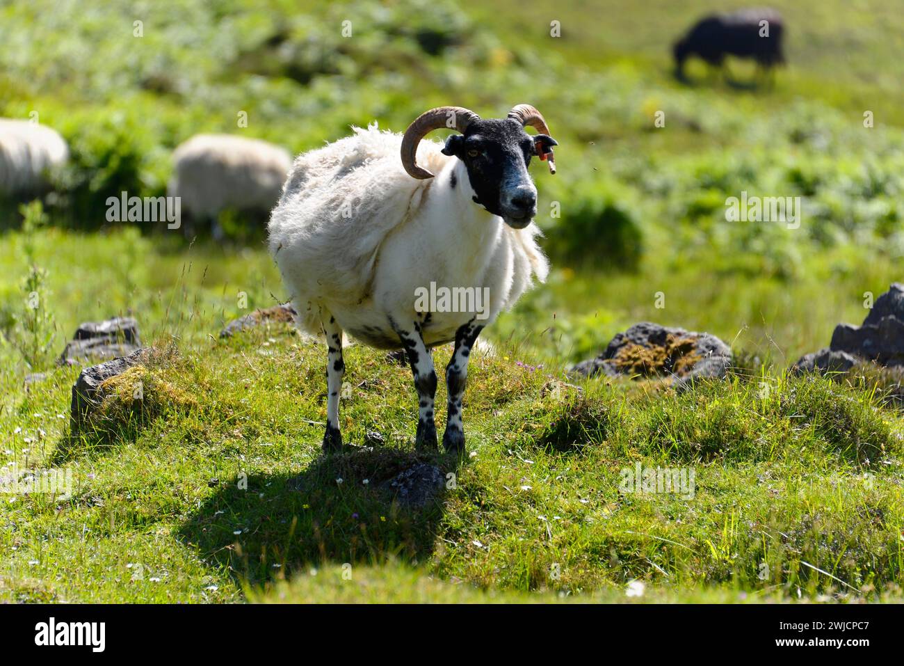 Ram domestic sheep (Ovis aries), The Quiraing, Isle of Skye, Inner Hebrides, Highlands and Islands, Scotland, Great Britain Stock Photo