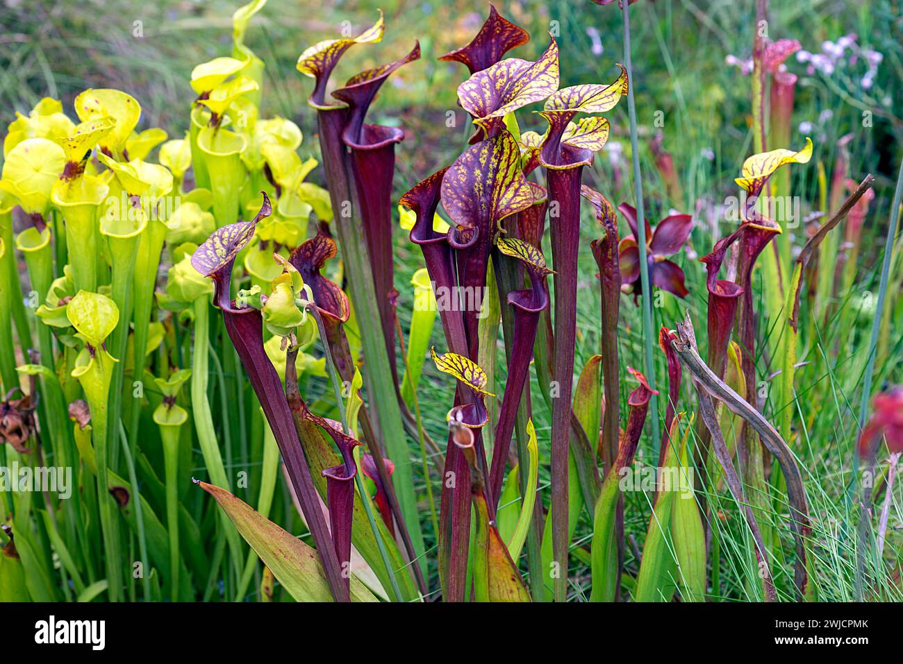 Trumpet pitchers (Sarracenia), Botanical Garden, Erlangen, Middle Franconia, Bavaria, Germany Stock Photo