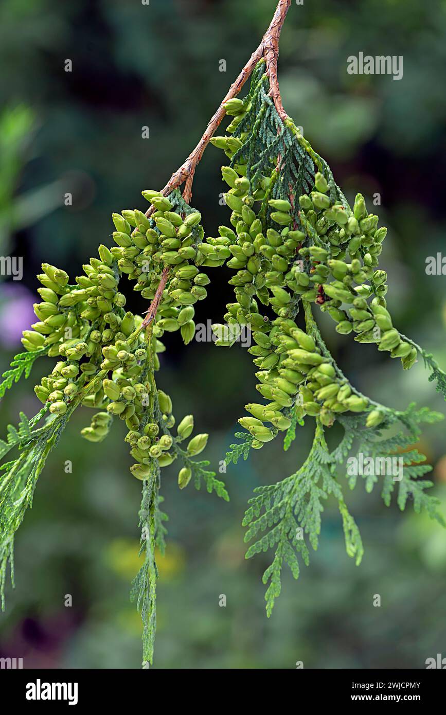 Seed stand on a branch of the arborvitae (Thuja), Bavaria, Germany Stock Photo