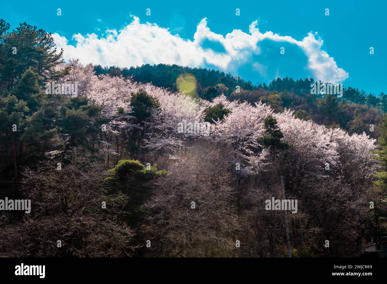 Grove of cherry blossom trees on mountainside under blue sky with large cloud bank in South Korea Stock Photo