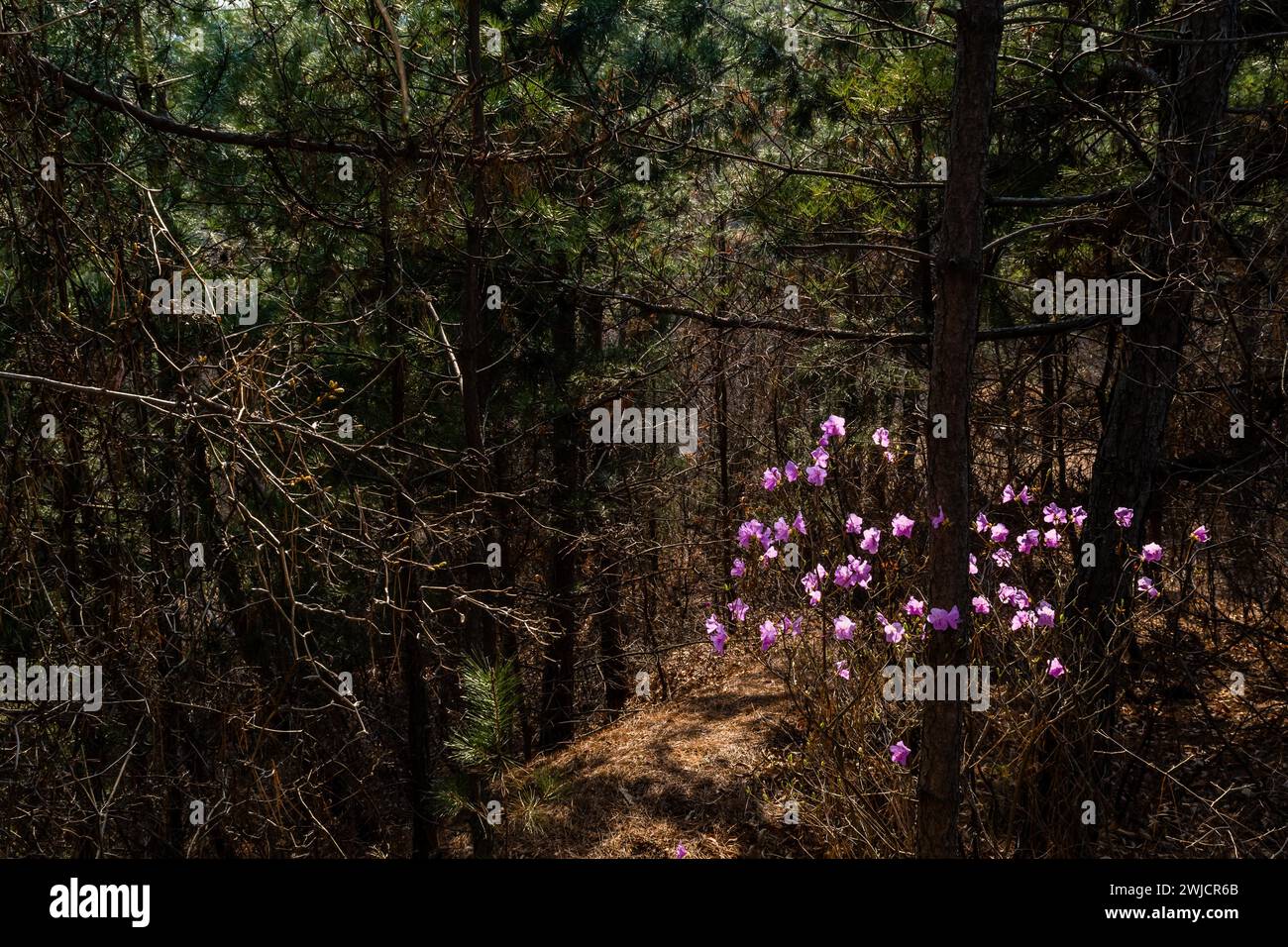 Bunch of lilac colored flowers bathed in soft sunlight in next to path in dense forest in South Korea Stock Photo