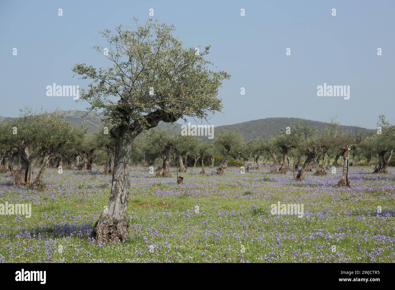 Plantation with olive tree (Olea europaea) with flower meadow of noonday iris (Gynandriris sisyrinchium), grove, cultivation, horticulture, trees Stock Photo