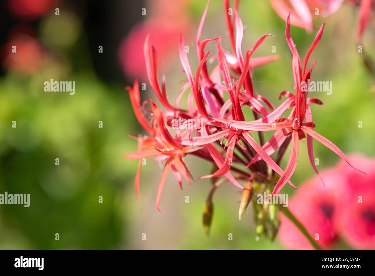 Close up of pelargonium stenopetalum flowers in bloom Stock Photo