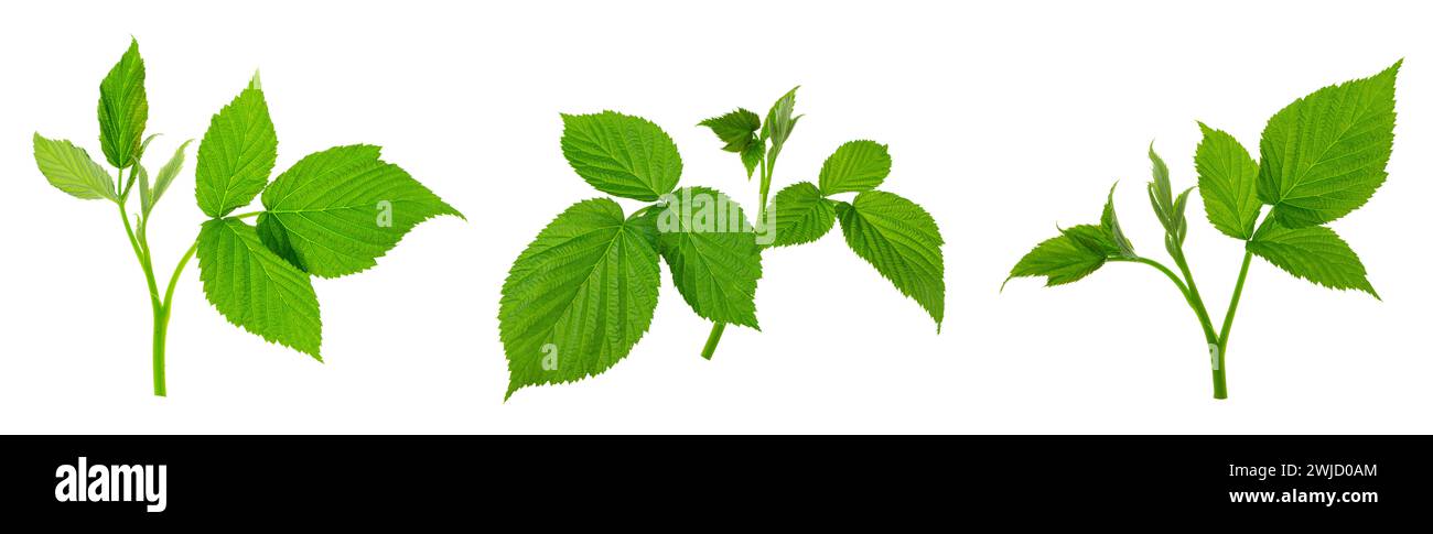 green leaves, raspberries ,close-up, natural vitamins for the body. Herbal immune tea. Green raspberry leaves are used to treat colds and flu. Alterna Stock Photo