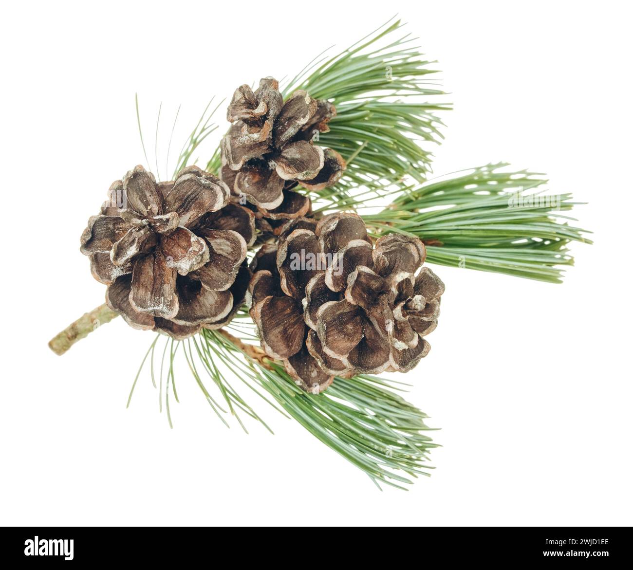 Spruce branch with fir cones. Christmas design element. For invitations, greeting cards, prints, packaging and more. Isolated. Winter. Holidays. Stock Photo