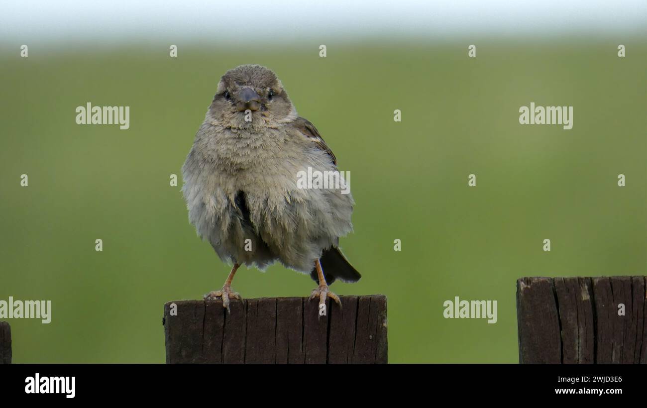 The house sparrow perched on a wooden fence. Old rustic fence. Soft ...