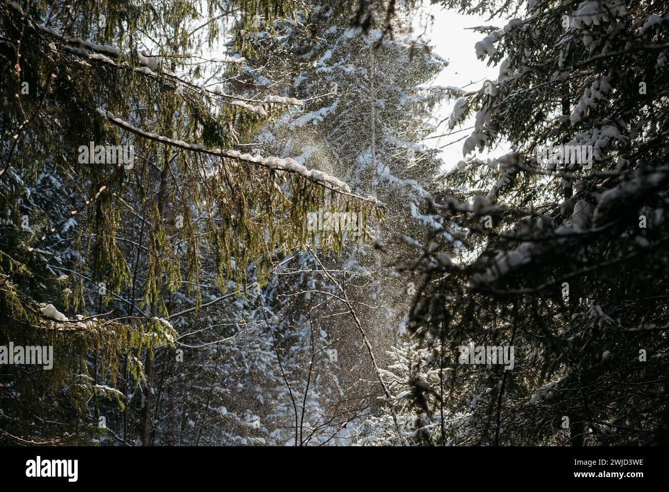 Landscape. Winter forest on a frosty sunny day. The trees are covered with a thick layer of snow. Stock Photo