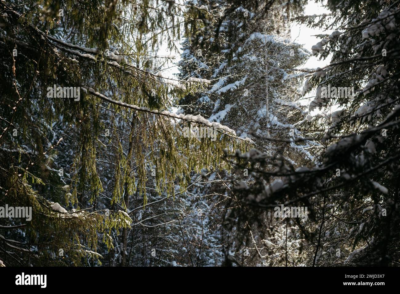 Landscape. Winter forest on a frosty sunny day. The trees are covered with a thick layer of snow. Stock Photo