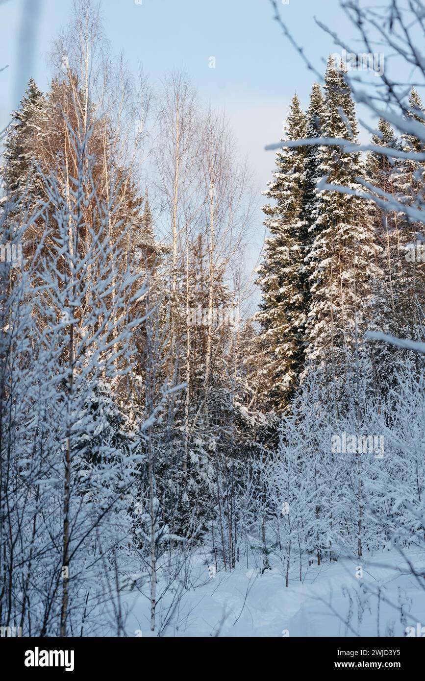Landscape. Winter forest on a frosty sunny day. The trees are covered ...