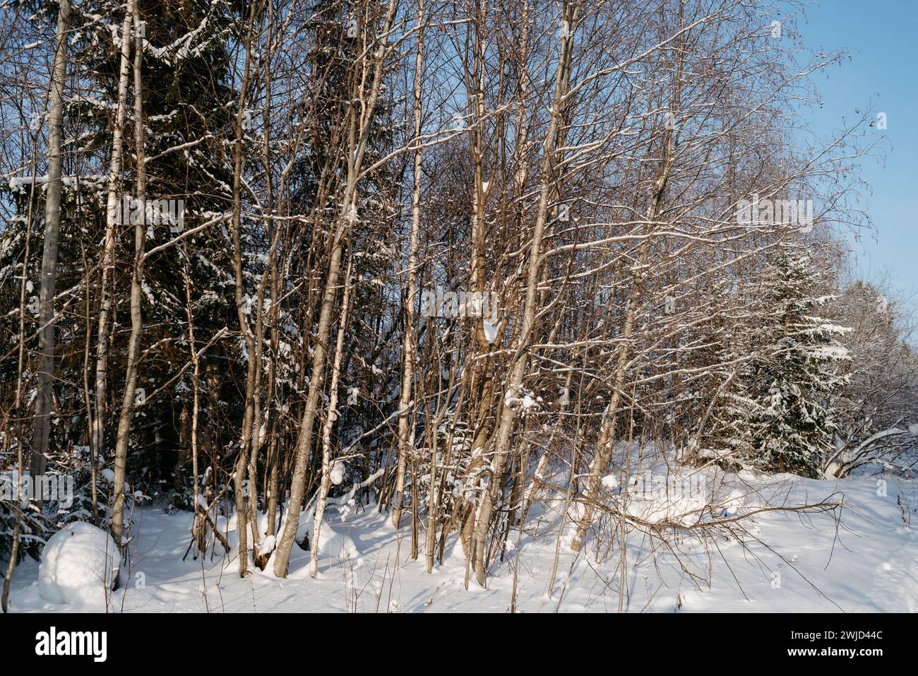 Landscape. Winter forest on a frosty sunny day. The trees are covered with a thick layer of snow. Stock Photo