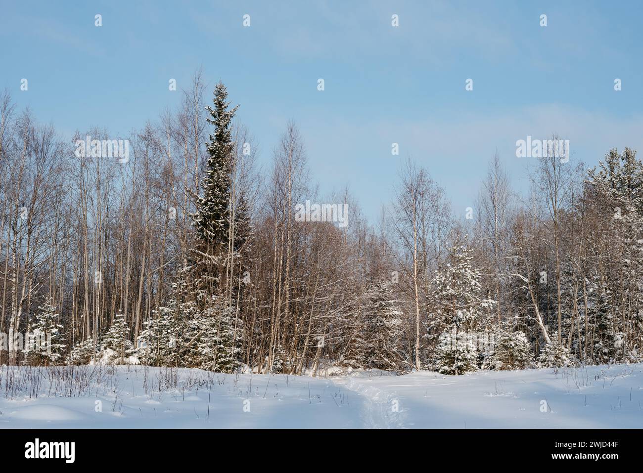 Landscape. Winter expanses on a frosty sunny day. The trees are covered ...