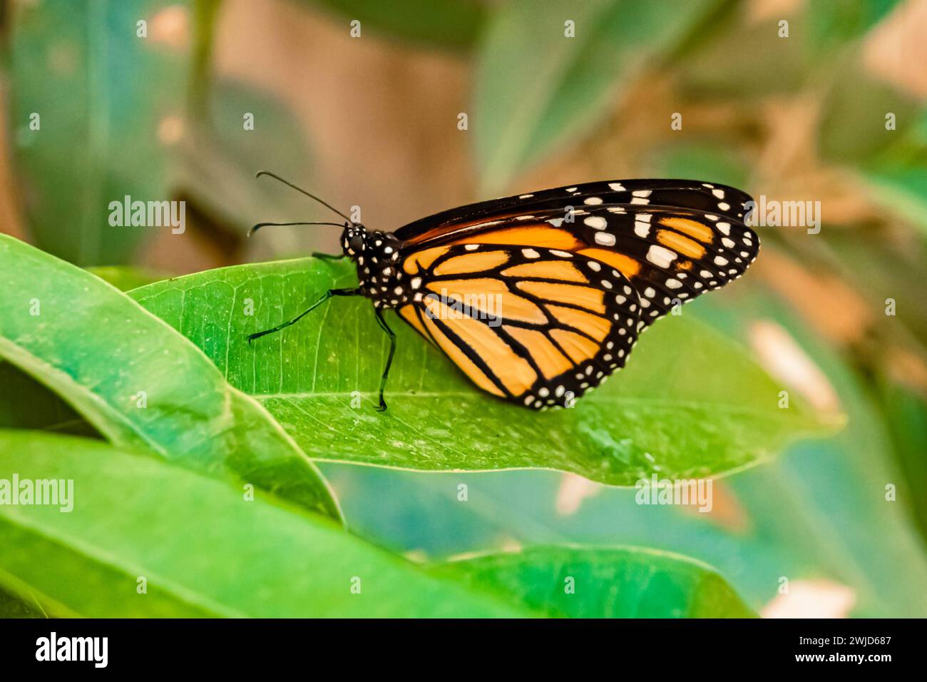 Macro of Danaus plexippus, monarch butterfly, on a sunny summer day ...