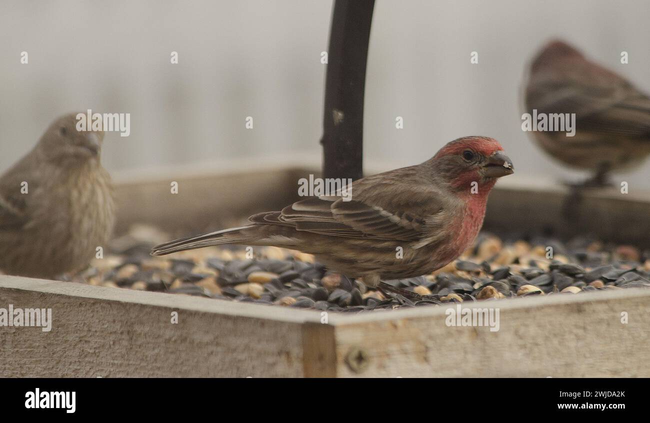 birds on a bird feeder Stock Photo