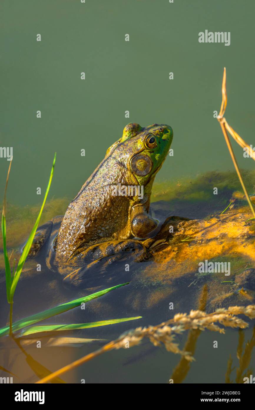 IMAGE- 7208652 Male American Bullfrog (Lithobates catesbeianus), on aquatic plants along East Plum Creek, Douglas county, Castle Rock Colorado USA. Stock Photo