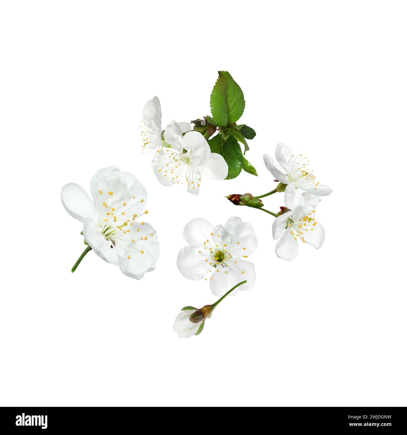 Beautiful spring tree blossoms falling on white background Stock Photo ...