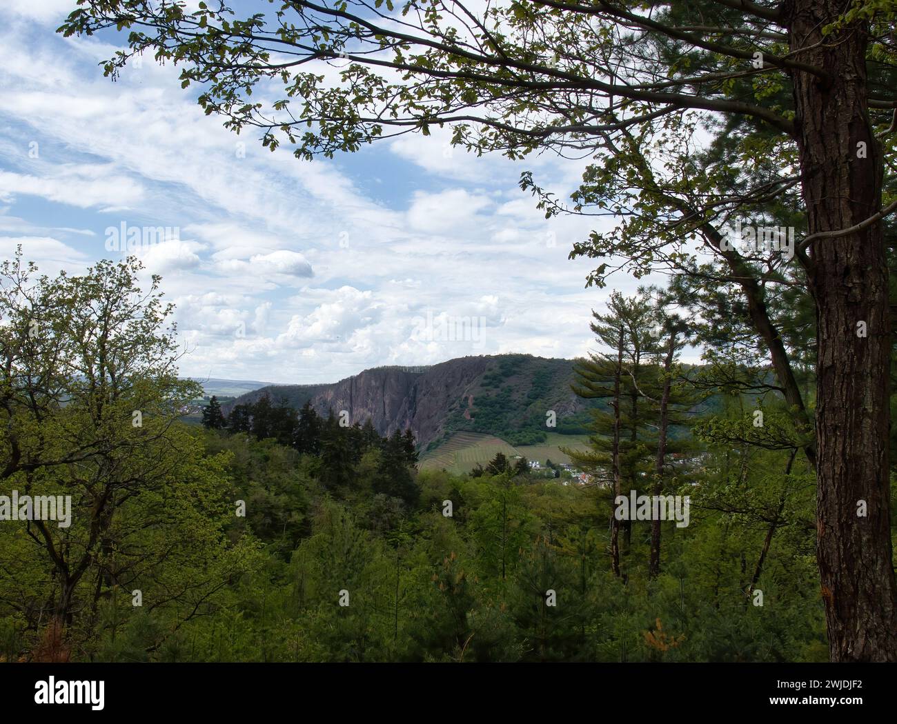 Green trees with Rotenfels in the background on a spring day in Rhineland Palatinate, Germany. Stock Photo